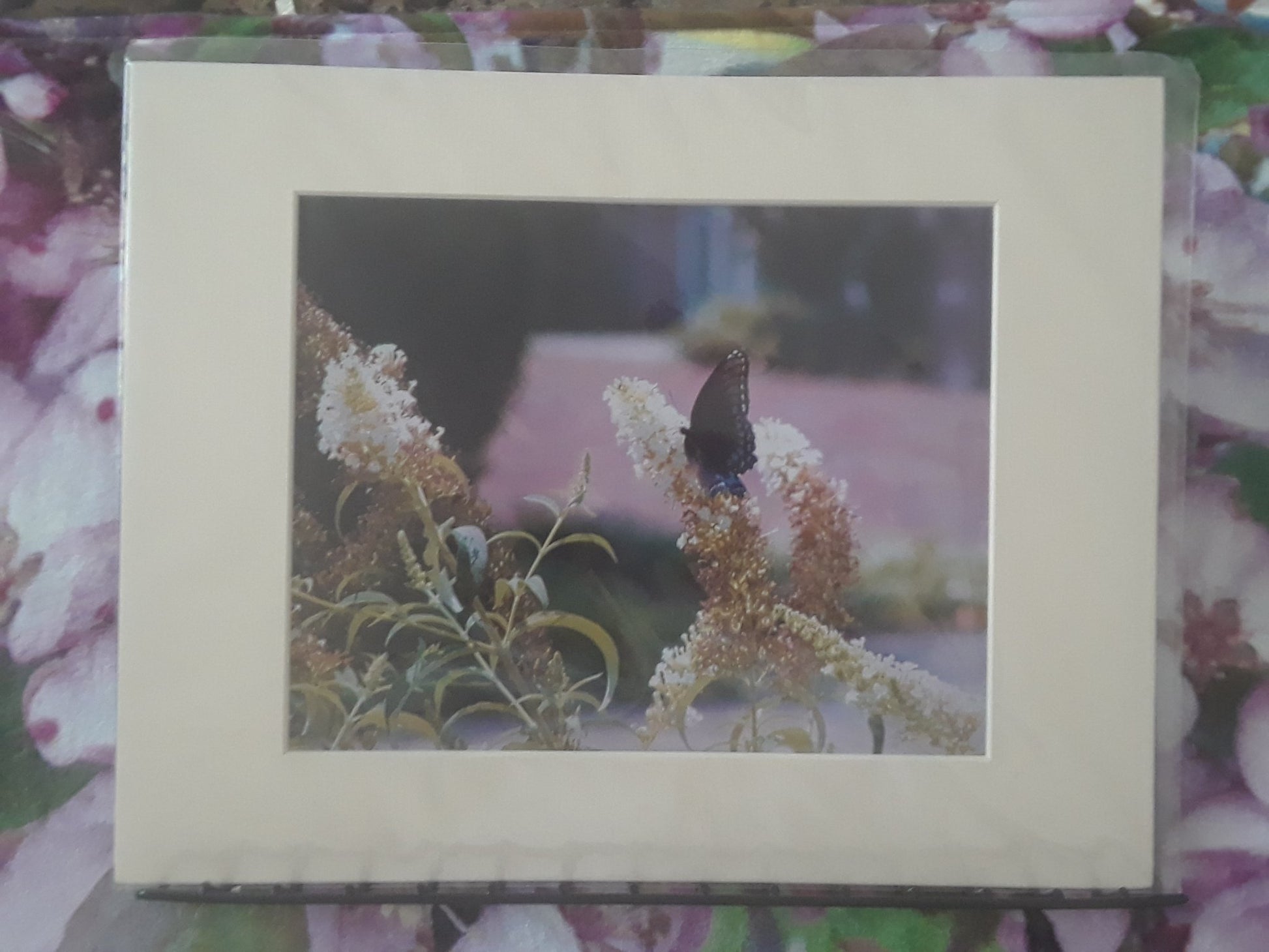 "Brown Blue Butterfly on White Flowers" - 1