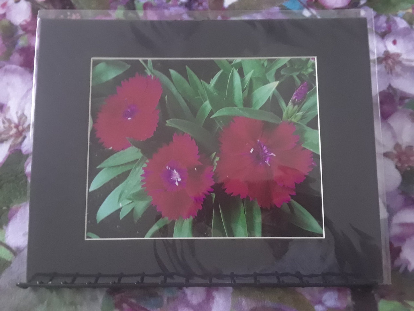 "Fuchsia Dianthus" - 1