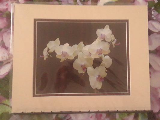 "Ivory Orchid" - 1