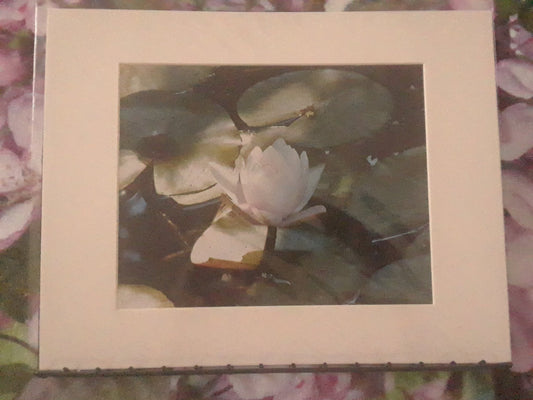 "Lily Pads with White Flower 2" - 1