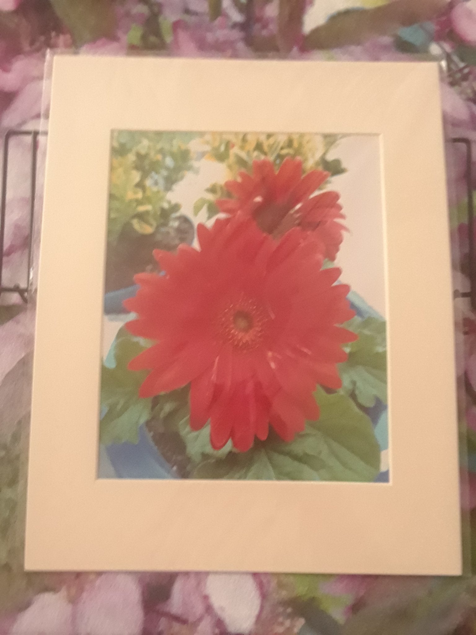 "Gerbera Daisies 2" - 1