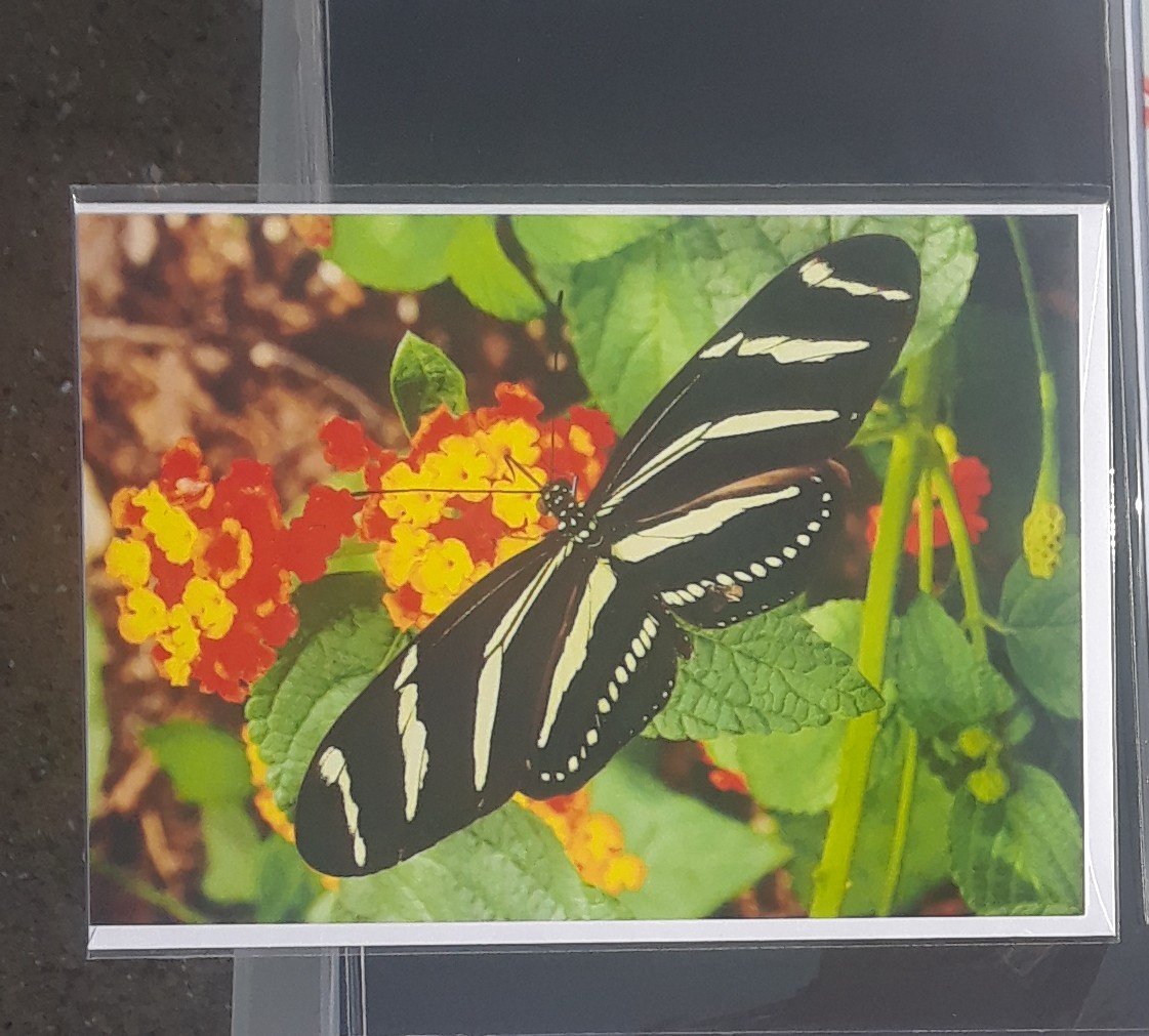 Long wing Zebra Butterfly cards - 1