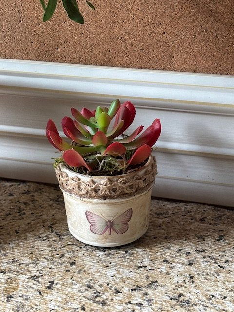 Butterfly succulent cup - 1